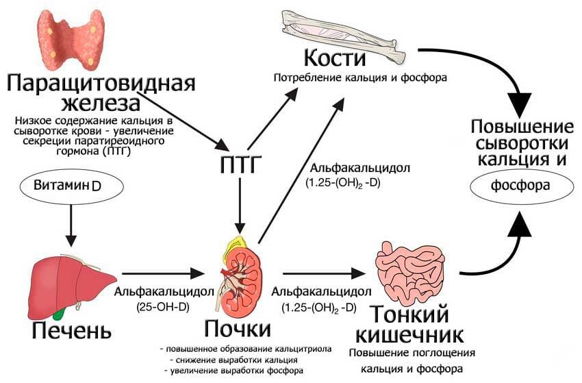 Повышенный паратгормон